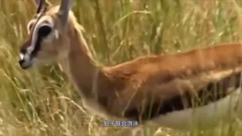 任你躁免费精品视频2 精品随着移动设备的视频普及