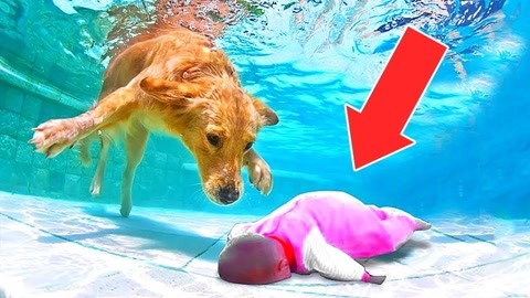 好看视频在线观看 视频特点：功能最全