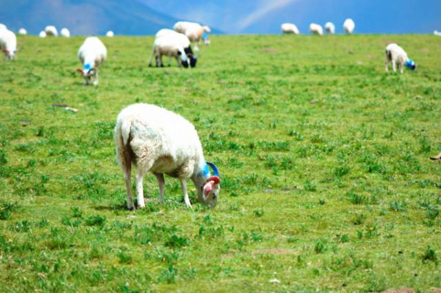 绿帽社在线入口