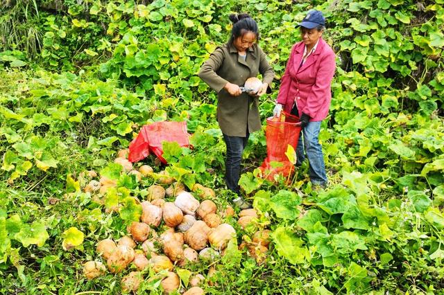 小蓝视频破解版v4.6.0的功能介绍 但偶尔会出现版本兼容性提示