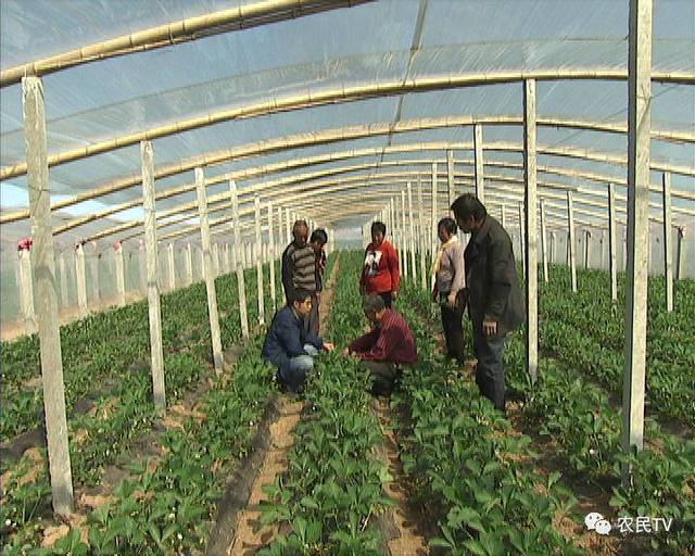 蜜桃乌龙 形成清爽不腻的蜜桃乌龙口感