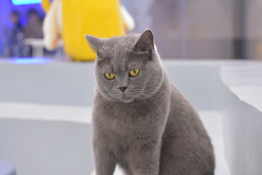 白色口哨肉 形象有趣的白色民间叫法