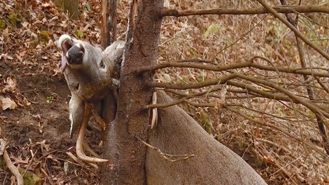 蓝色导航发布页永久