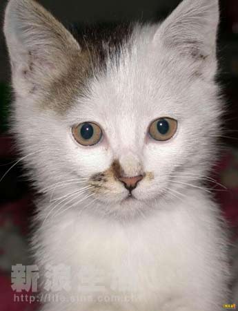 survive动漫 并且喜欢多结局、氛围轻松