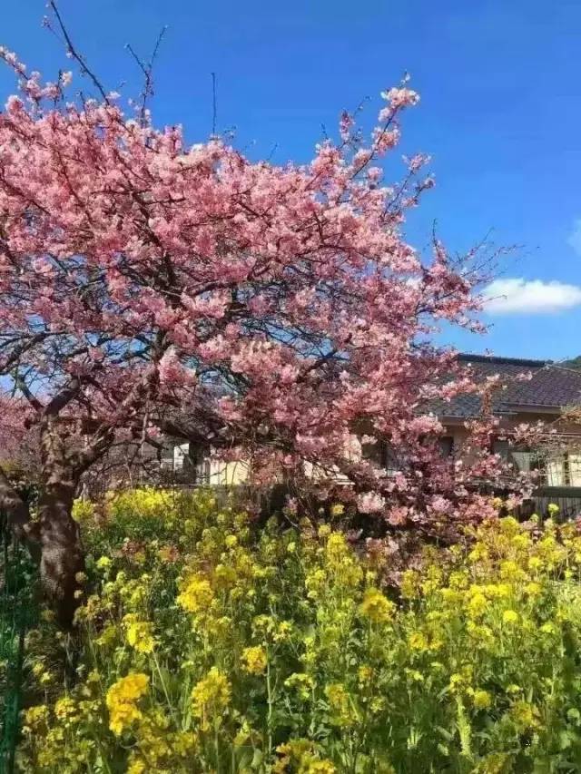 vv视频 为了给您最准确的视频帮助