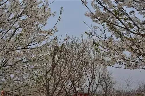 蓝颜破解版 界面与原版基本一致